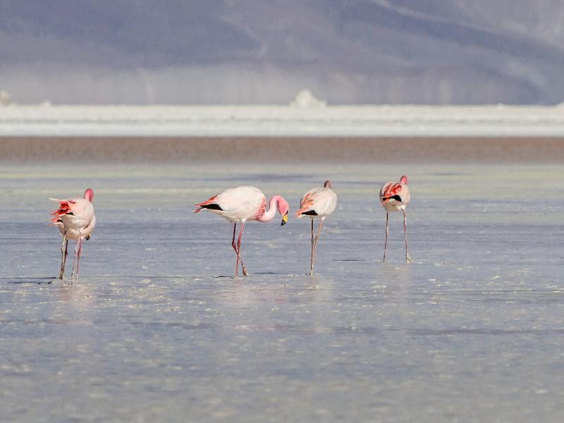Ibis Budget Calama Eksteriør billede